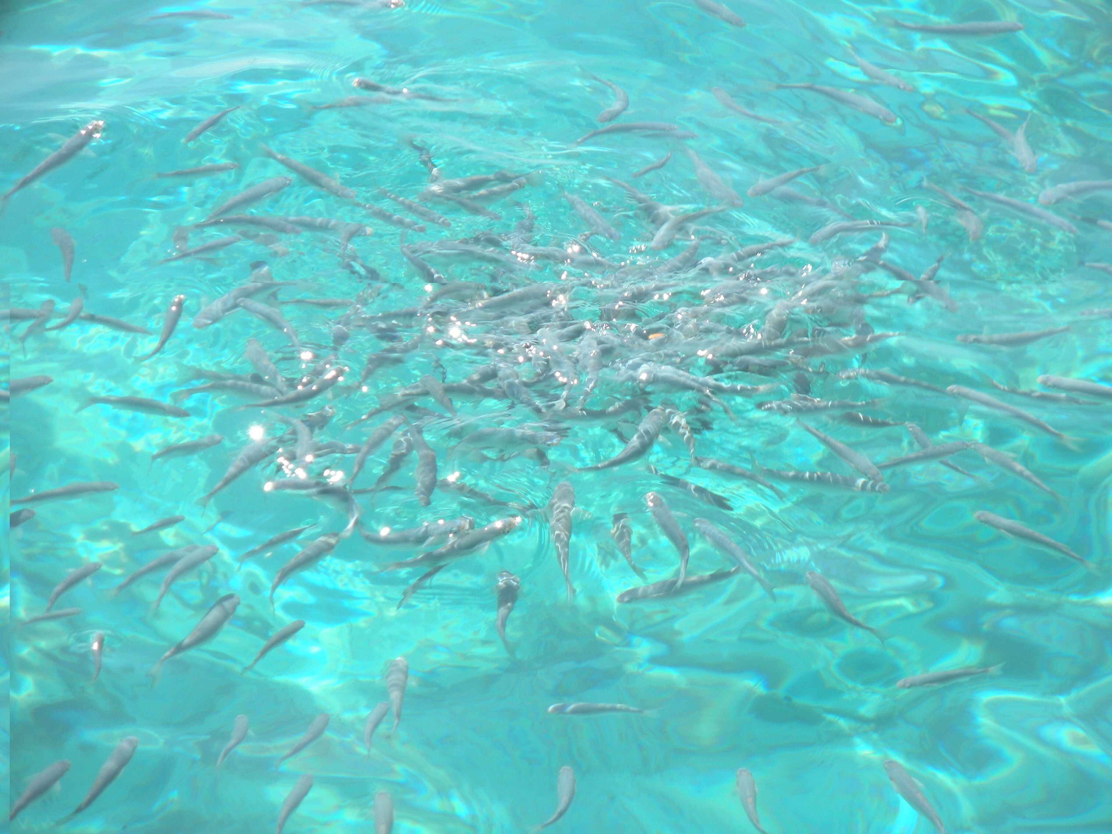 A large group of fish swimming in clear water.