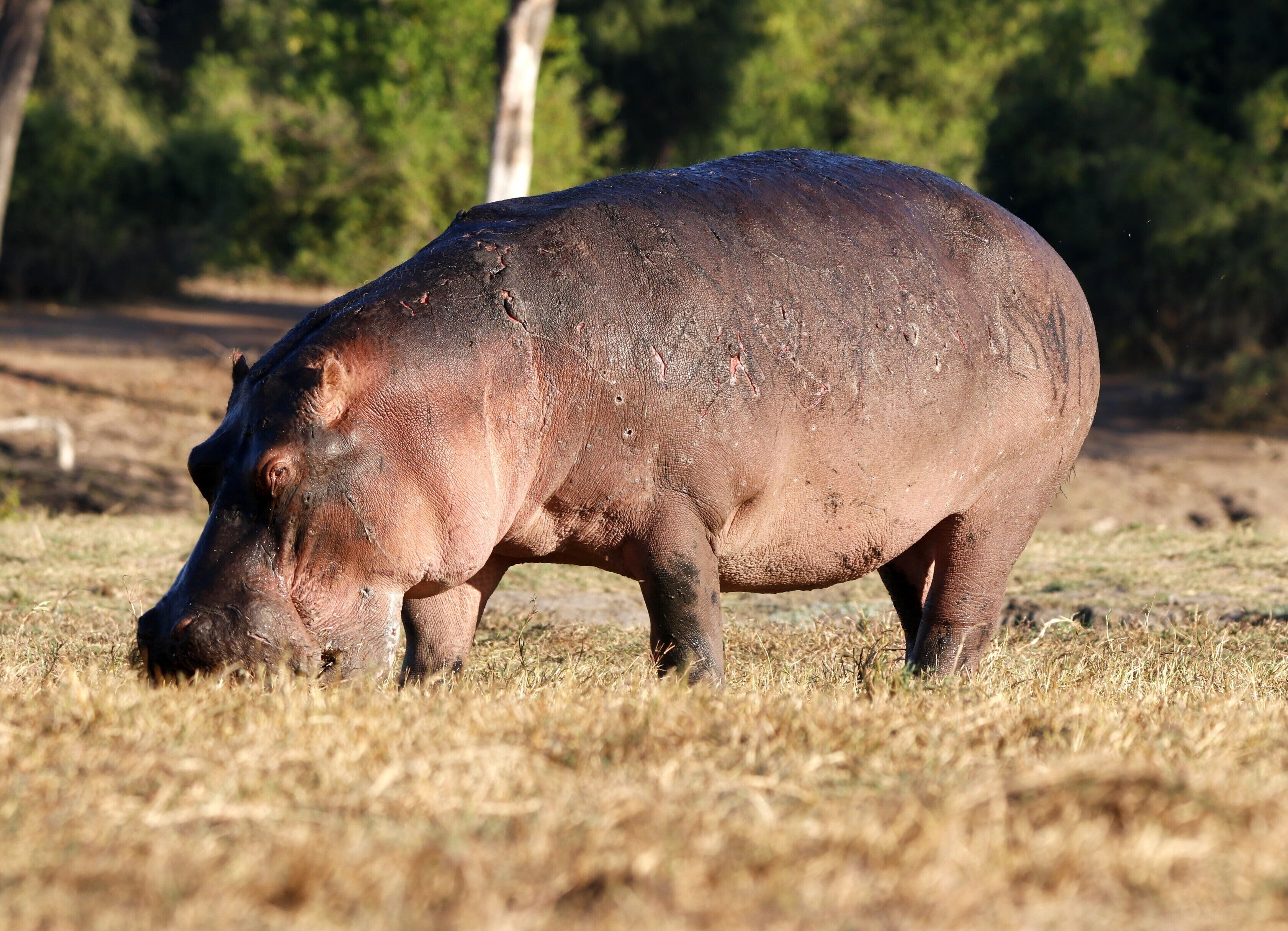 A hippopotamus in a dry grass field.