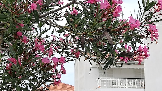 A building with balconies and a tree with pink flowers in front. - Hanioti Apartment (Kassandra)