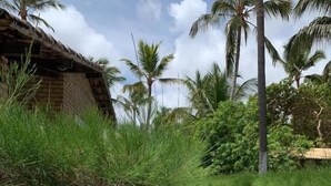 A wooden sign with 'Olato' written on it, a dirt path, and lush greenery including palm trees. - Chalé no Condominio Porto do Sol (Tibau do Sul)