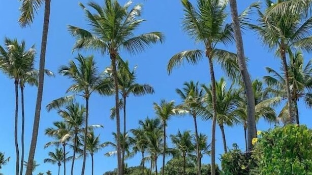A clear blue pool surrounded by tall palm trees and greenery. - Chalé no Condominio Porto do Sol (Tibau do Sul)