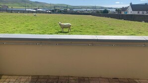 A grassy field with a sheep and a few other sheep in the distance. - Seaview Heights (Dingle)