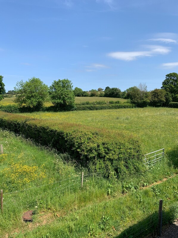 A rural landscape with a field, a hedge, and a metal fence.