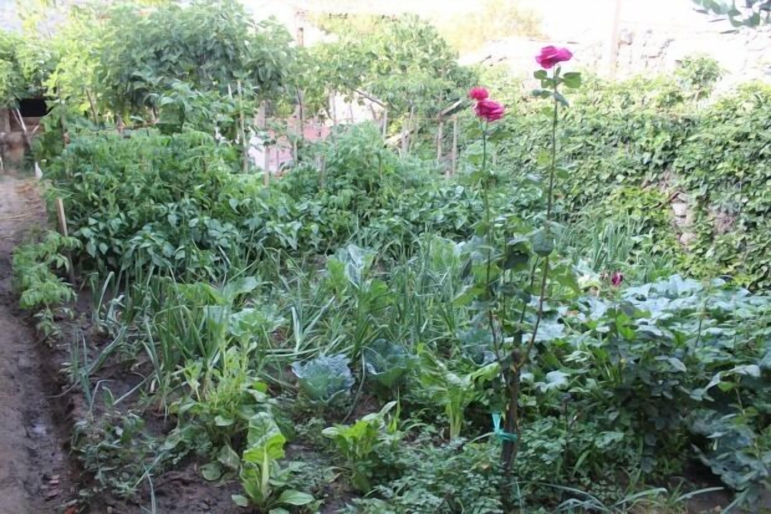 Un jardin avec différentes sortes de plantes et un sentier.