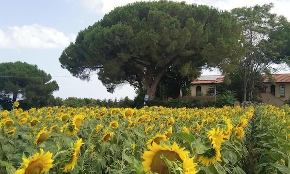 Ein Sonnenfeld mit einem groĂen Baum und einem GebĂ€ude im Hintergrund.