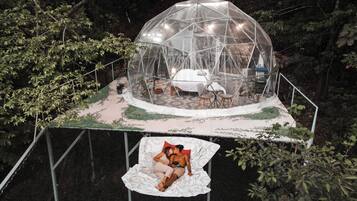 Uma estrutura em cúpula geodésica transparente com uma cama e área de estar no interior, rodeada por árvores.
