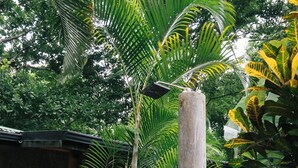 Un jardin agrémenté de diverses plantes tropicales, une structure en bois et un chemin de gravier.