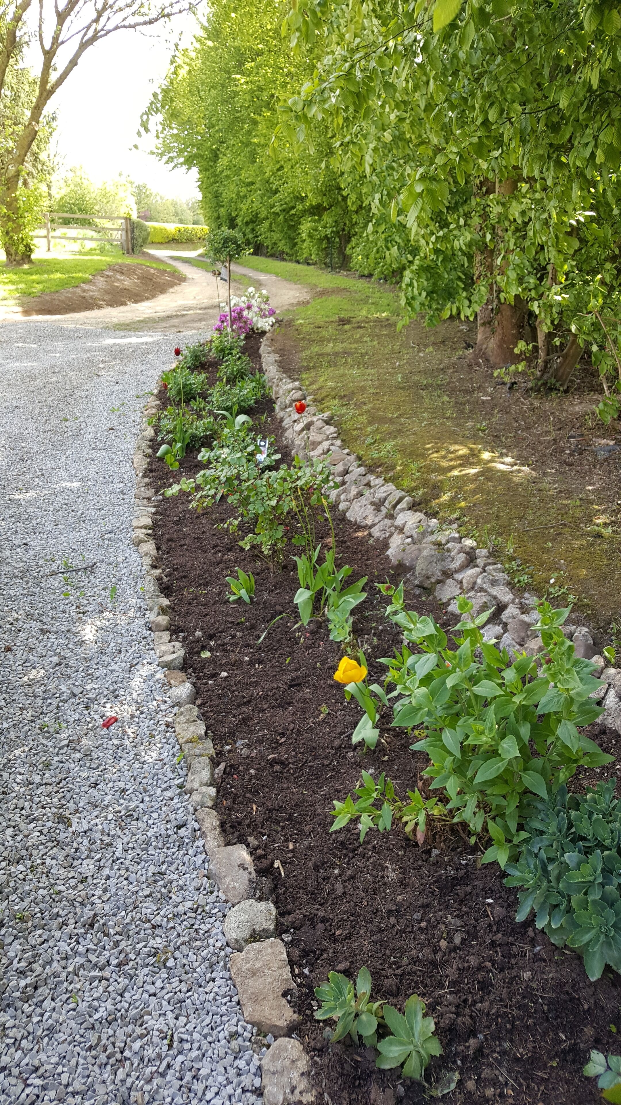 Ein Garten mit einem Kiesweg, begrenzt von einer Steinkante, und verschiedenen Pflanzen, darunter eine gelbe Blume.