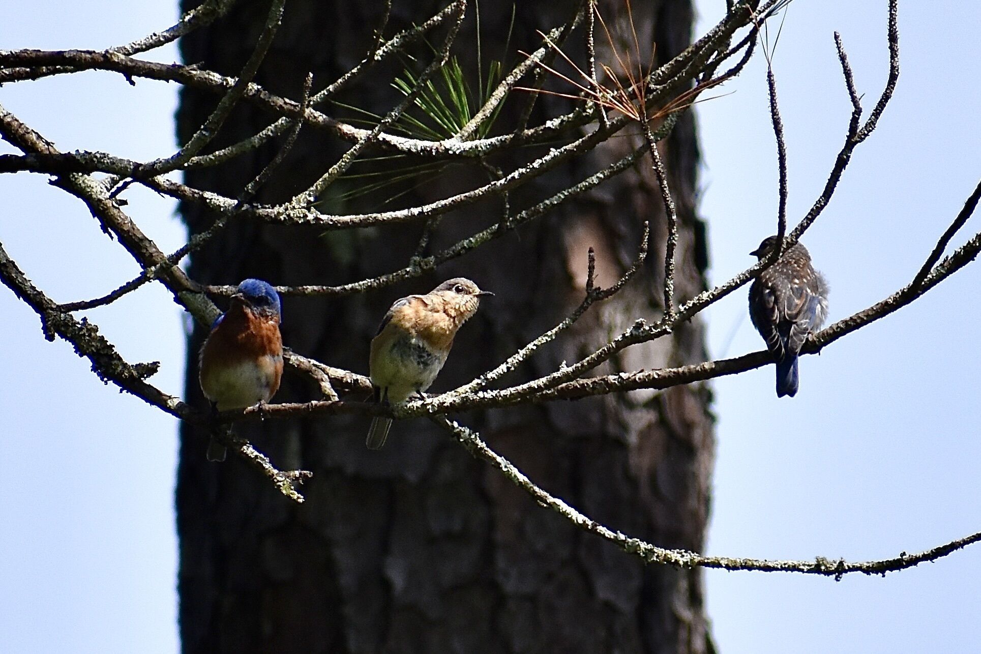 Three birds perched on a tree branch.