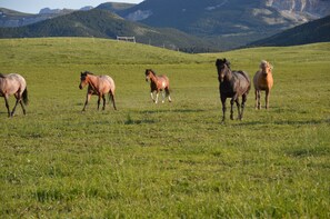 A grassy field with horses. - Near glacier park. Perfect setting for outdoor enthusiasts. Family friendly. (Dupuyer)