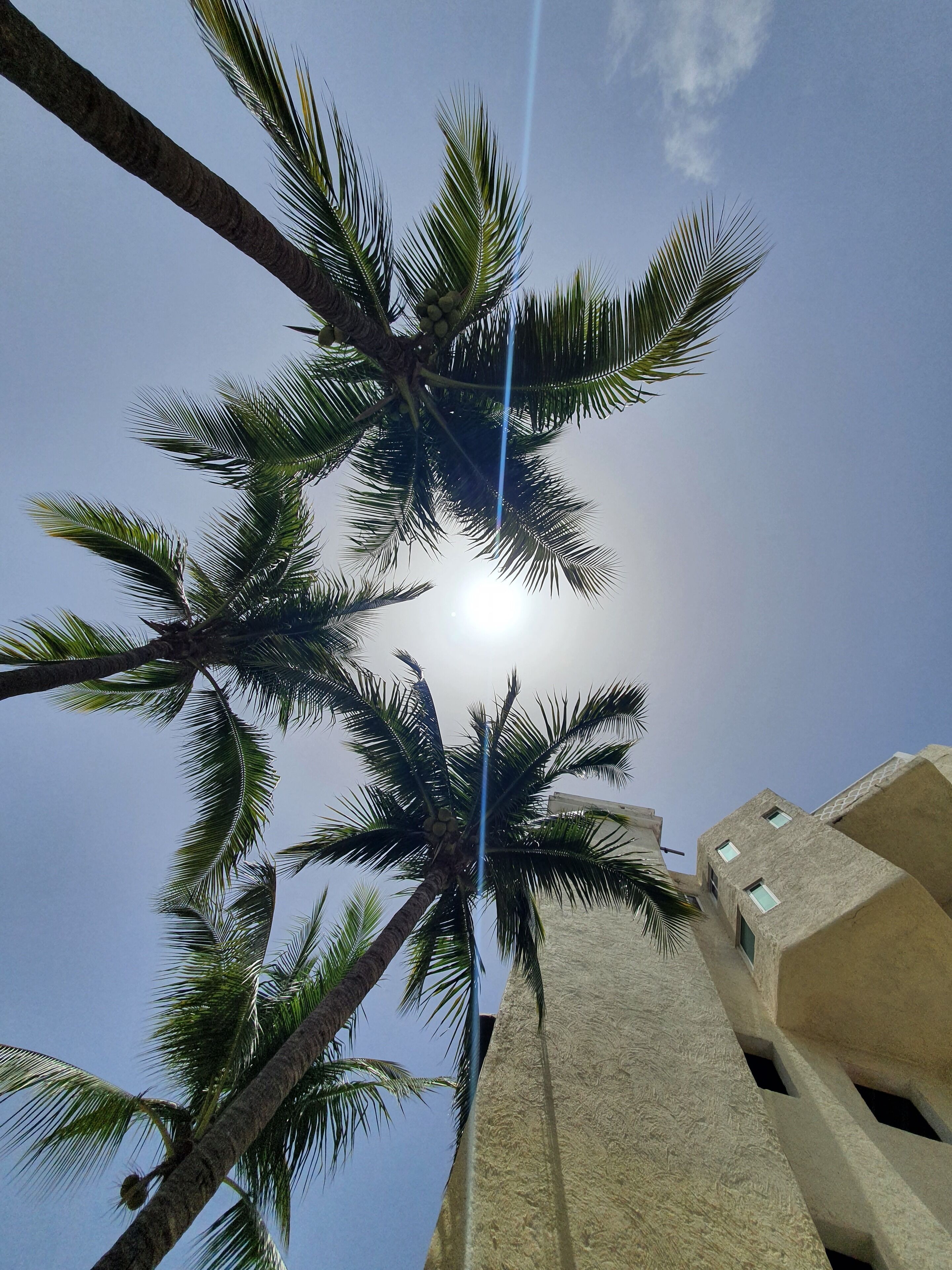 Una palma con cocco e un edificio dalla facciata decorata.