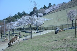 A park with a dirt path, cherry blossom trees, and a fenced area. - Mountain Home Lodge in Deer Park (Nara)