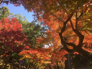 A tree-lined street with autumn foliage. - Mountain Home Lodge in Deer Park (Nara)