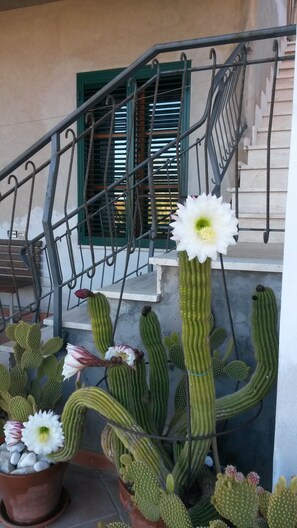 Detalle del exterior