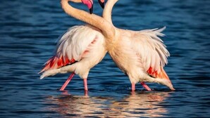 Two flamingos standing in water. - Studio 25 M2, air-conditioned 350mt from the beach. (Hyères)