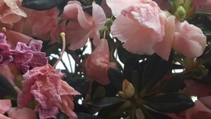 A close-up of pink flowers with dark green leaves. - Euro-Hotel (Saarbrücken)