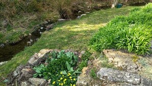 A natural landscape with a small stream, rocks, and green plants.