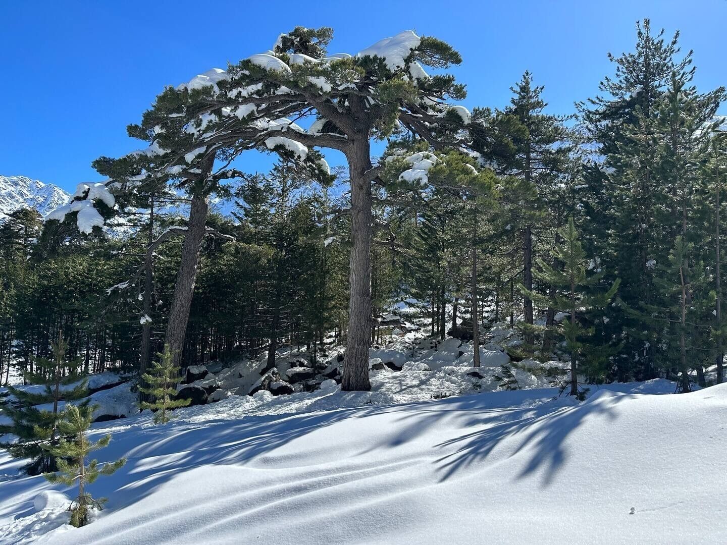 Ein verschneiter Wald mit hoch aufragenden Bäumen und blauem Himmel.