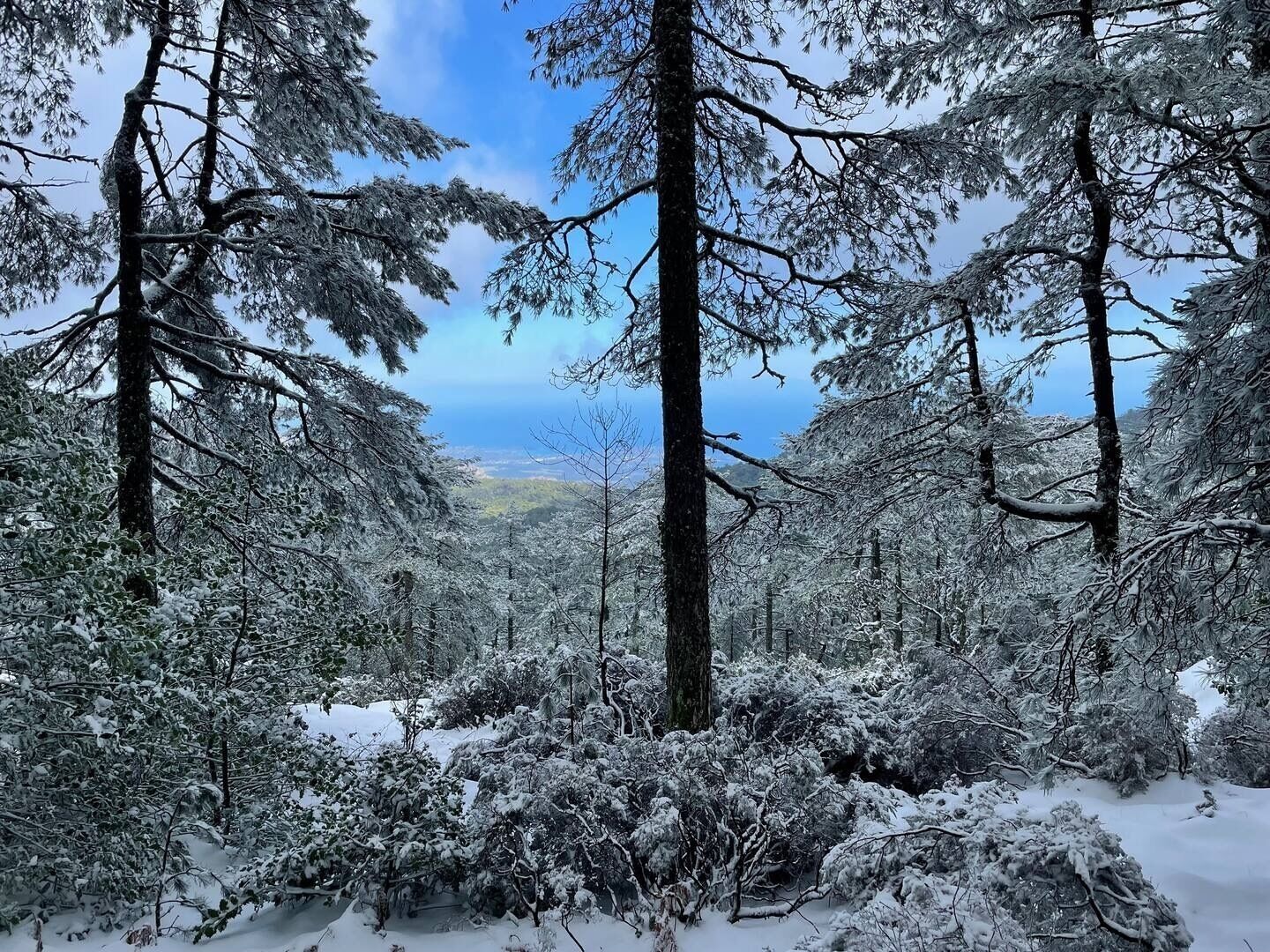 Une for êt dense, avec de grands arbres et un sol recouvert de neige.
