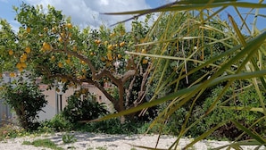 A garden with a gravel path, a tree with yellow fruits, and a building in the background.