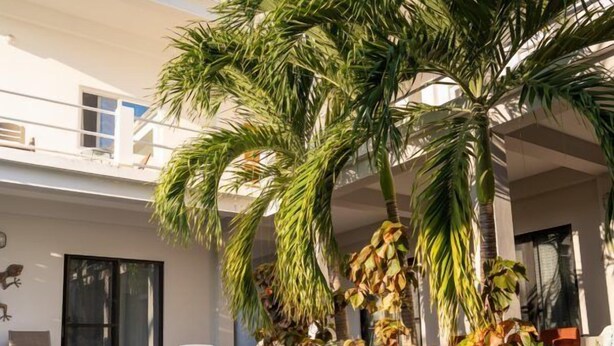 A pool area with a palm tree, white chairs, and a building with a glass door. - "Experience Tranquility at Hibiscus Studio" (Caye Caulker)