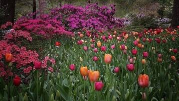 Un jardín con diversas tulipanes y otras flores, rodeado de árboles.