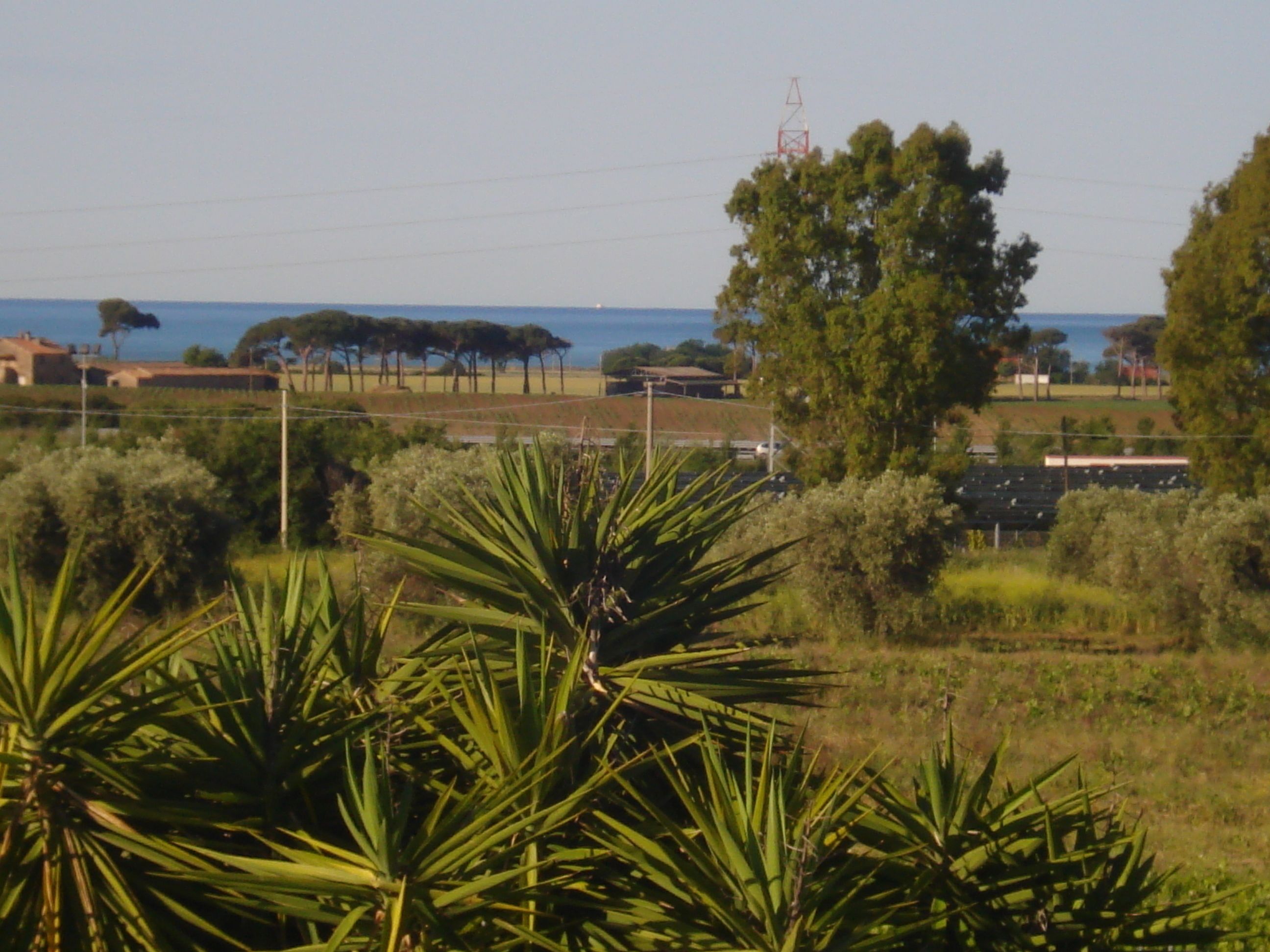 A rural landscape with a field of agave plants in the foreground, a distant view of the sea, and a few scattered buildings.