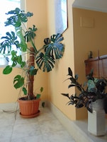 A potted monstera plant in a terracotta pot on a tiled floor.