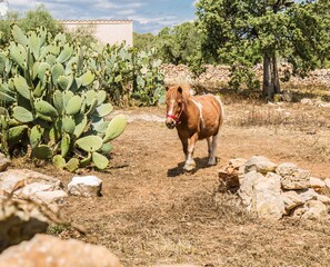 Un cheval portant un licol rouge, se tenant dans un paysage aride et rocheux, avec des cactus et des arbres en arrière-plan.