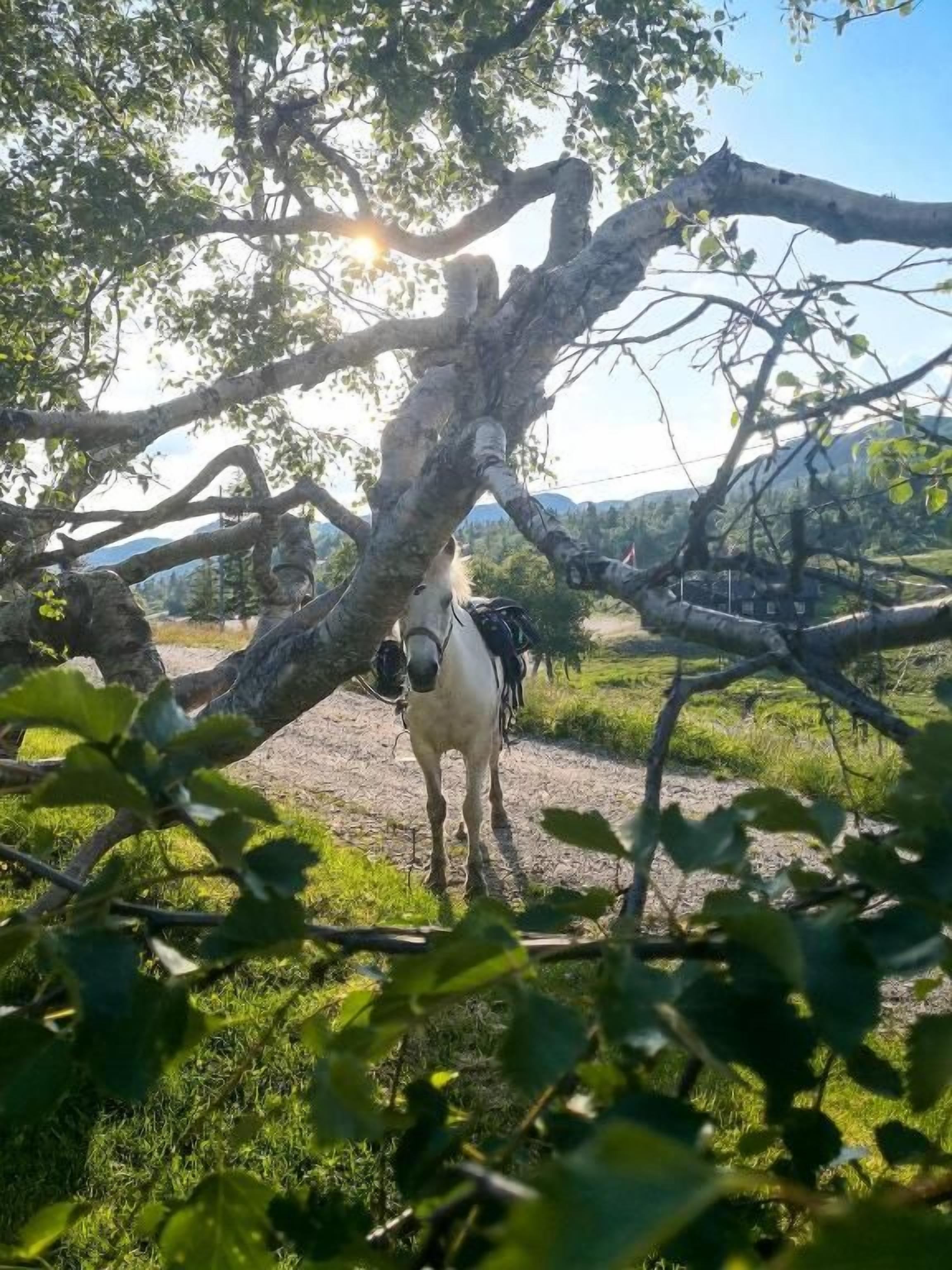 A horse standing under a large tree with a clear sky in the background.