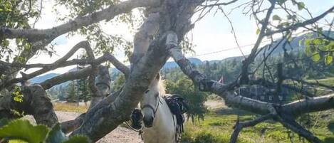 A horse standing under a large tree with a clear sky in the background.
