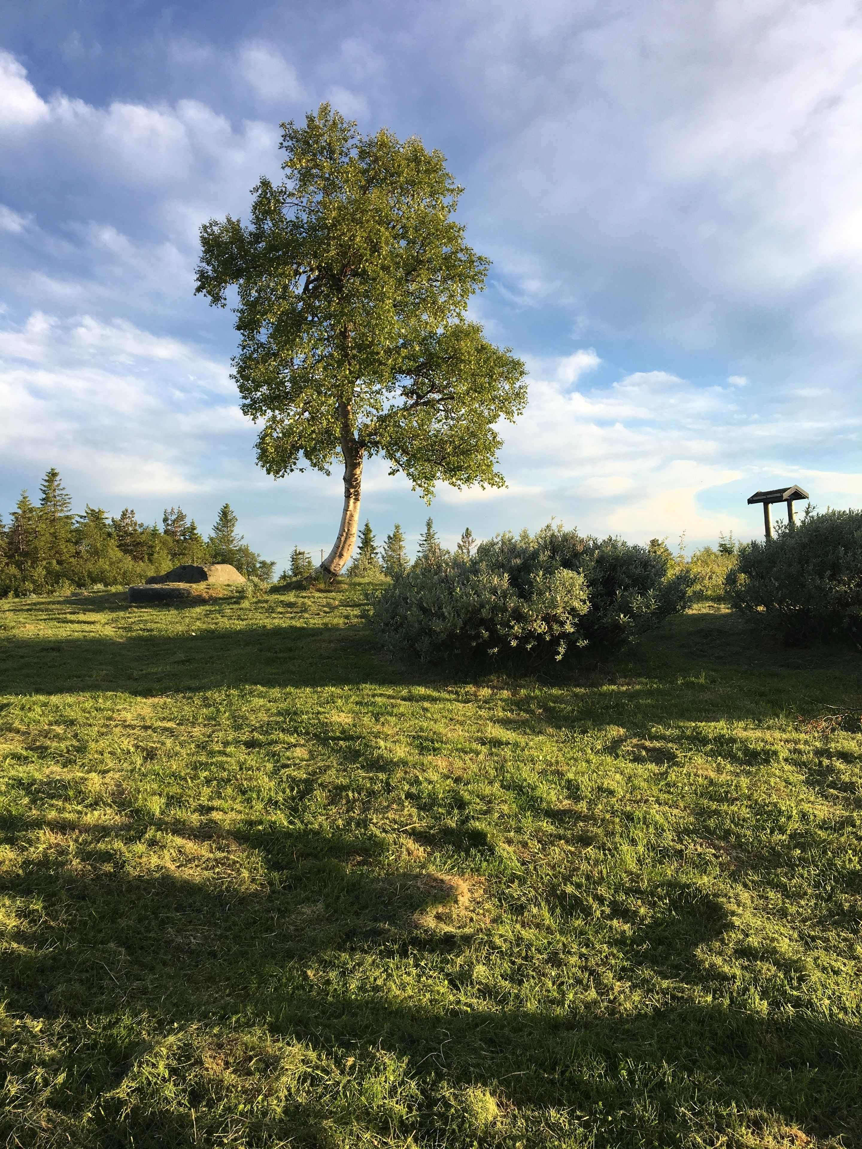 A grassy field with a large tree and a wooden structure in the background.