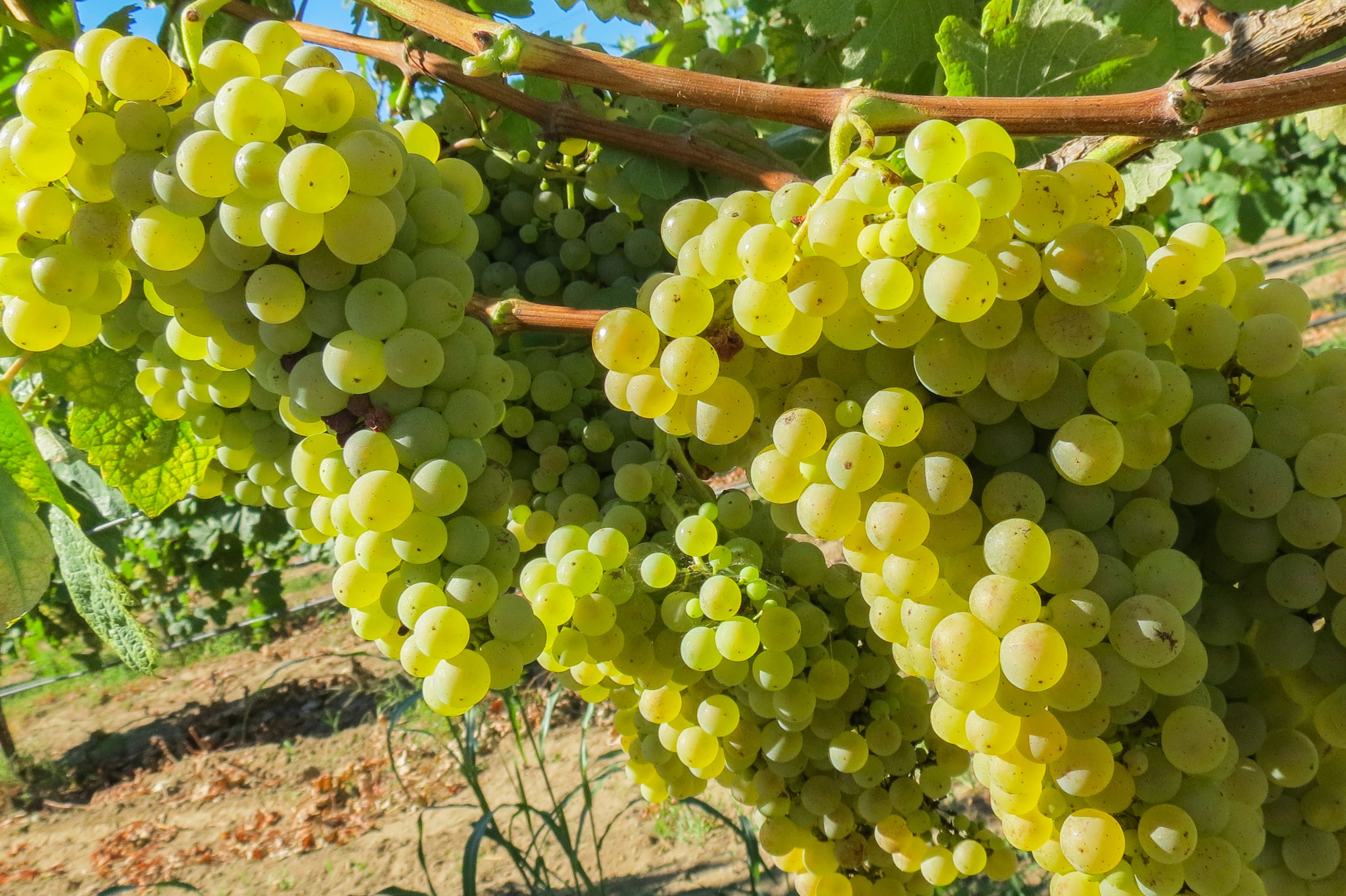 Clusters of green grapes on a vine.