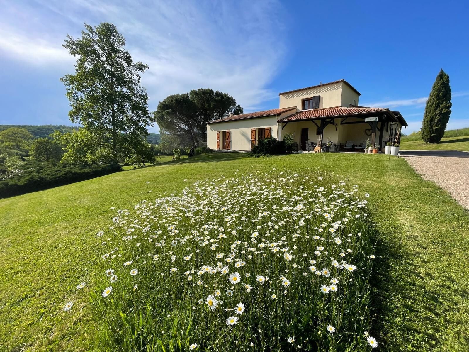 A house with a garden full of daisies, a large tree, and a clear blue sky.
