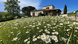 A house with a garden full of daisies, a large tree, and a clear blue sky. - Au Pre des Sources (Campagne)