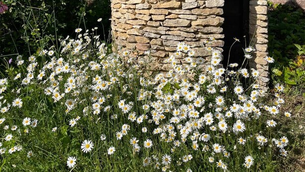 A stone structure with a pointed roof and an arched entrance, surrounded by a field of white flowers. - Au Pre des Sources (Campagne)