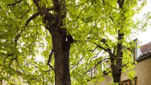 A courtyard with two large trees, a brick building with windows, and outdoor seating. - Hapimag Resort Budapest (Budapest)