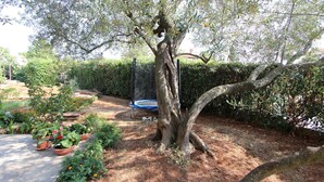 A garden with a tree, potted plants, and a trampoline. - ROKOV Two-Bedroom Apartment (Rovinj)