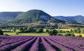 A lavender field with a mountain in the background.