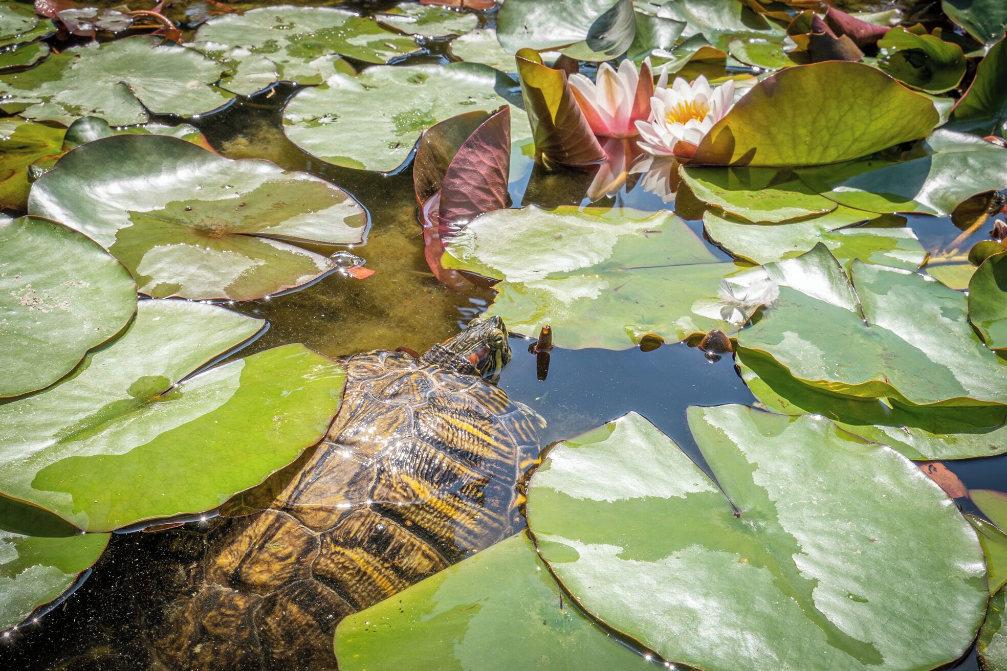 Una tortuga sobre nenúfares, con un lirio acuático y una flor de loto al fondo.