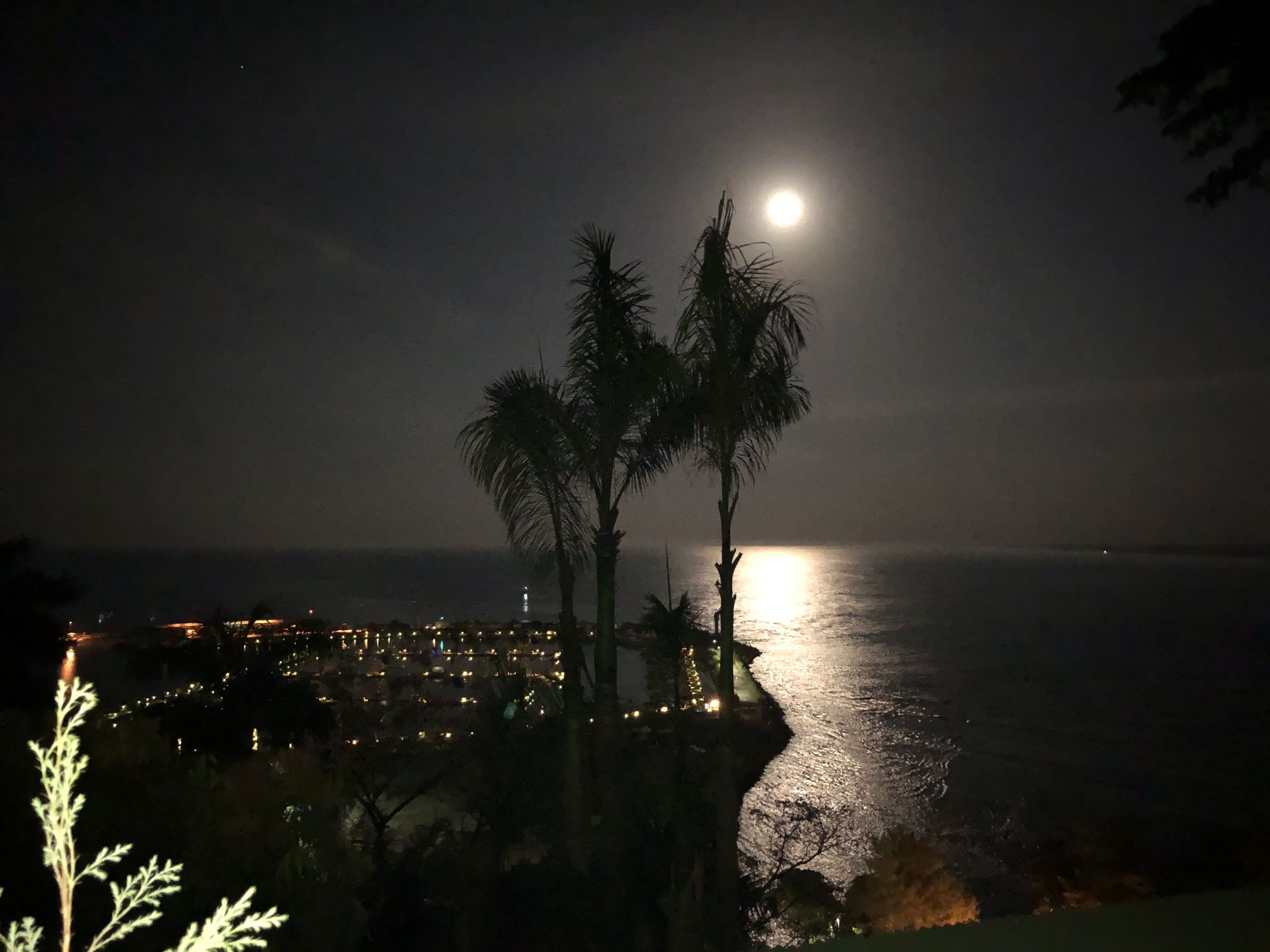 A night scene with a full moon, palm trees, and a coastal cityscape with lights reflecting on the water.