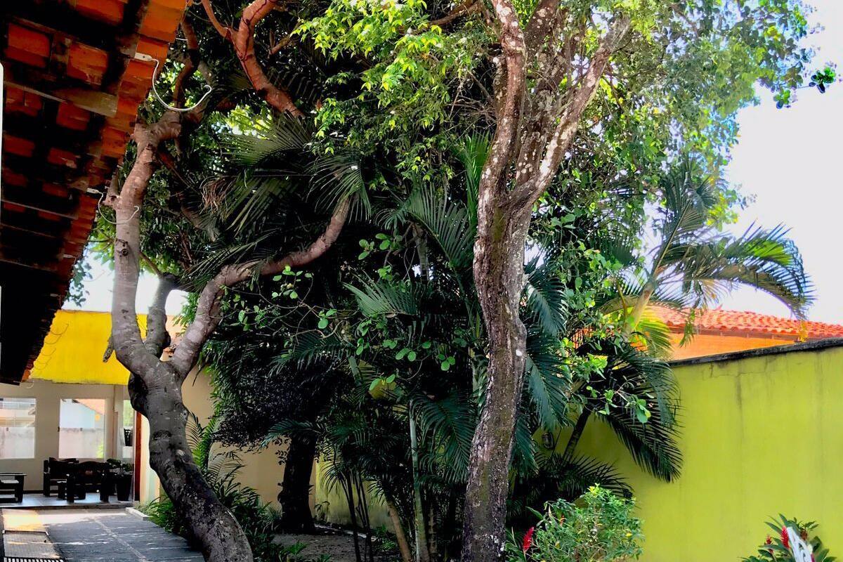 Un patio con un sendero adoquinado, un banco y diversas especies de árboles y plantas.