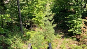 A wooden staircase leading into a forested area with railings on both sides. -  Private Waterfront Setting on Lake Michigan (Shelby)