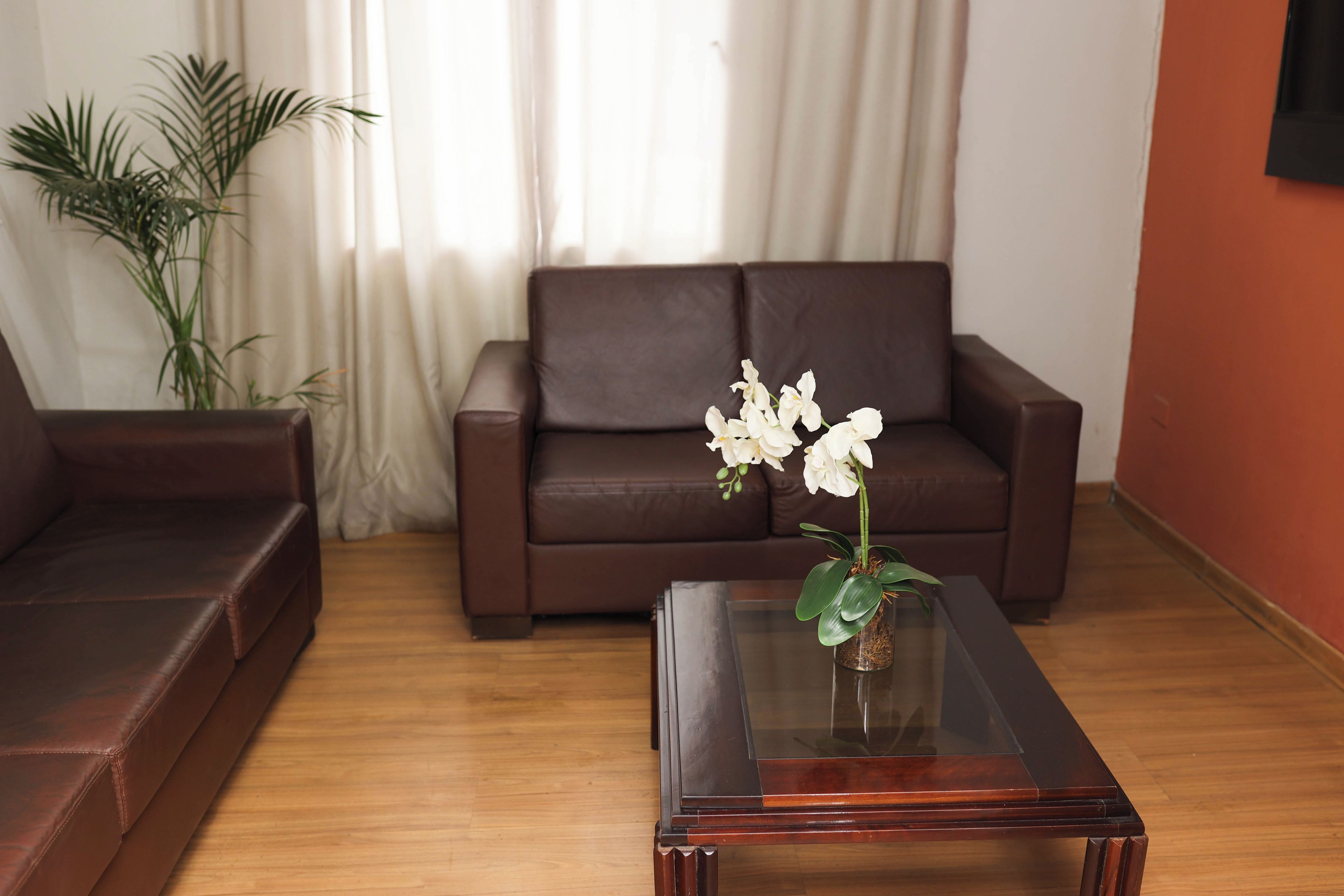 A living room with a brown leather sofa, a glass coffee table with a plant, and a potted plant beside the sofa.