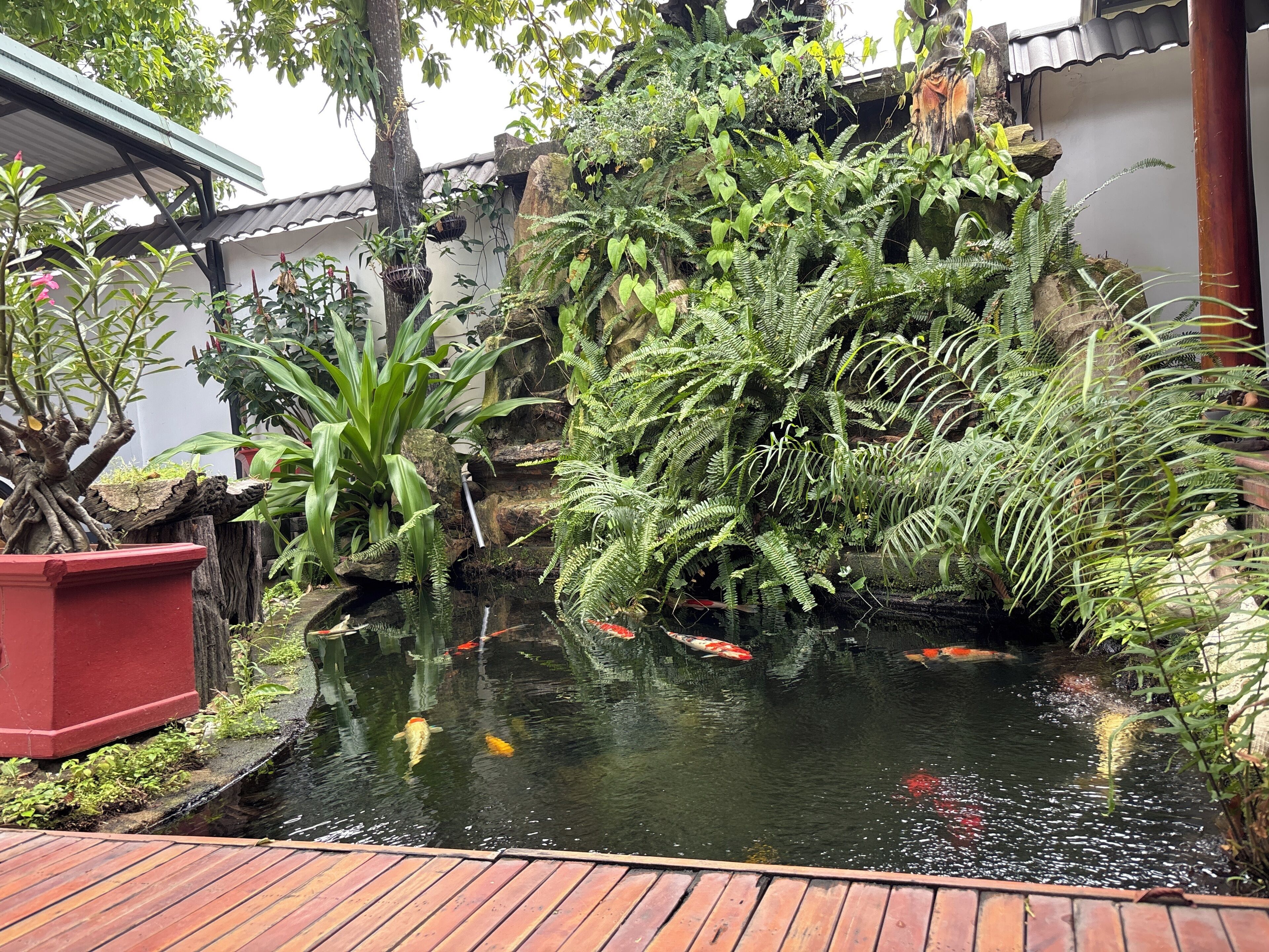 Ein Teich mit Koi-Karpfen, umgeben von üppigem Grün und einer Holzterrasse.