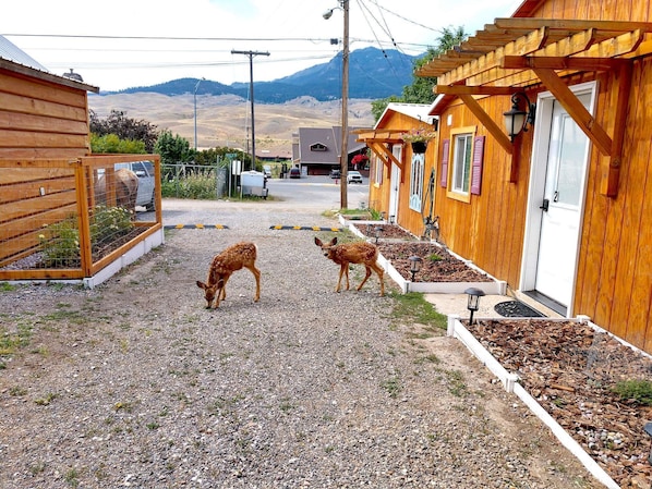 A rural setting with wooden cabins, a gravel path, and two deer grazing.