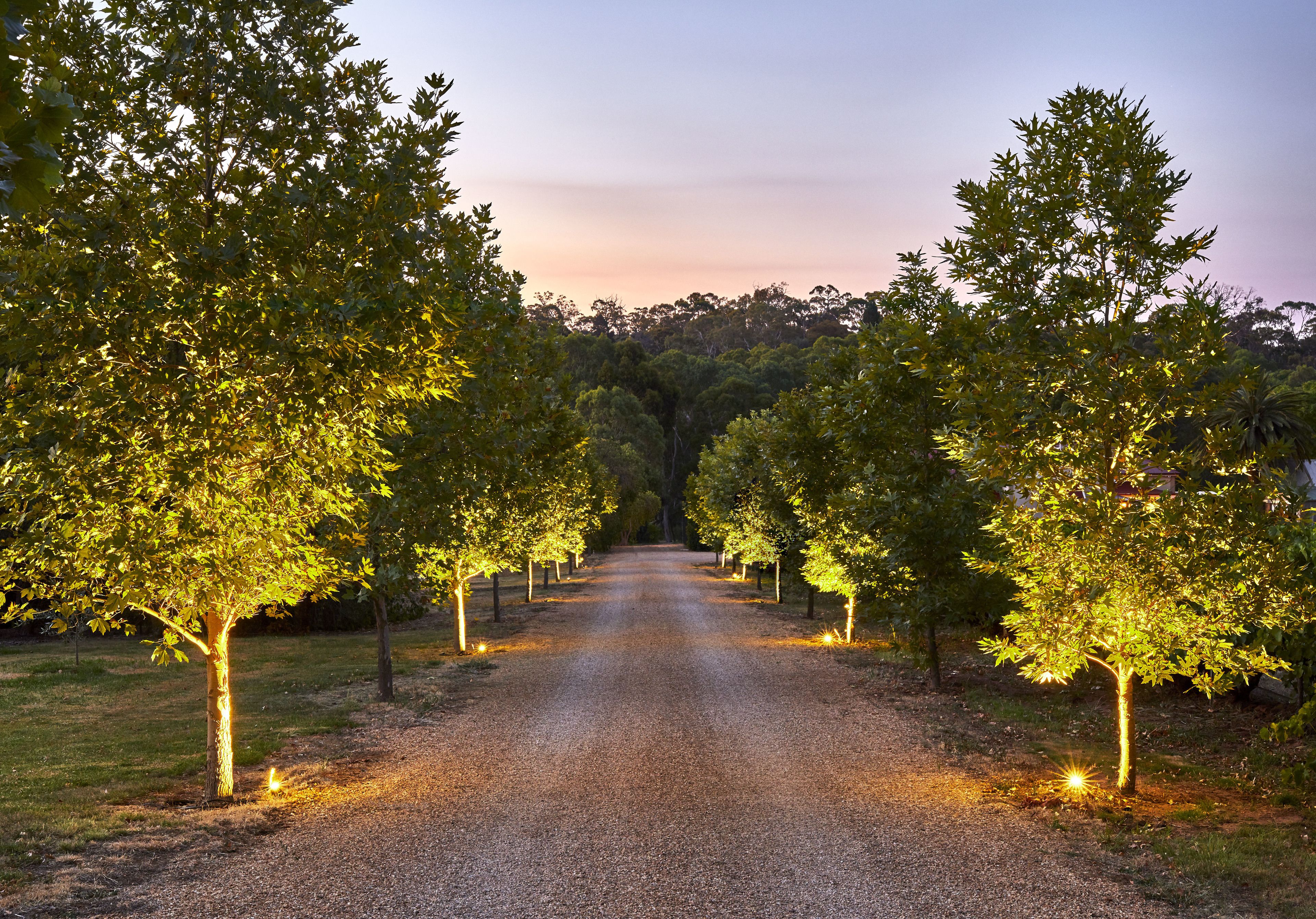A gravel path flanked by evenly spaced trees with lights, leading into a forested area.
