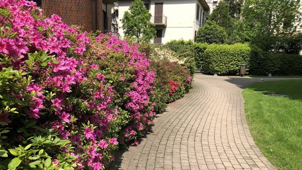 Een geplaveid pad omzoomd met felroze bloemen en groene struiken, dat leidt naar een gebouw met een witte gevel en donkere luiken.