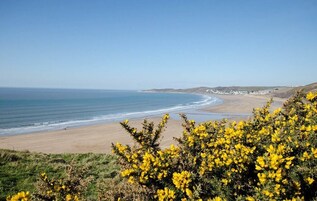 A coastal landscape with a beach, clear sky, and yellow flowering shrubs in the foreground.