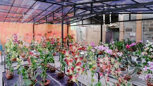 Un invernadero con hileras de orquídeas en macetas y una estructura de techo metálico.
